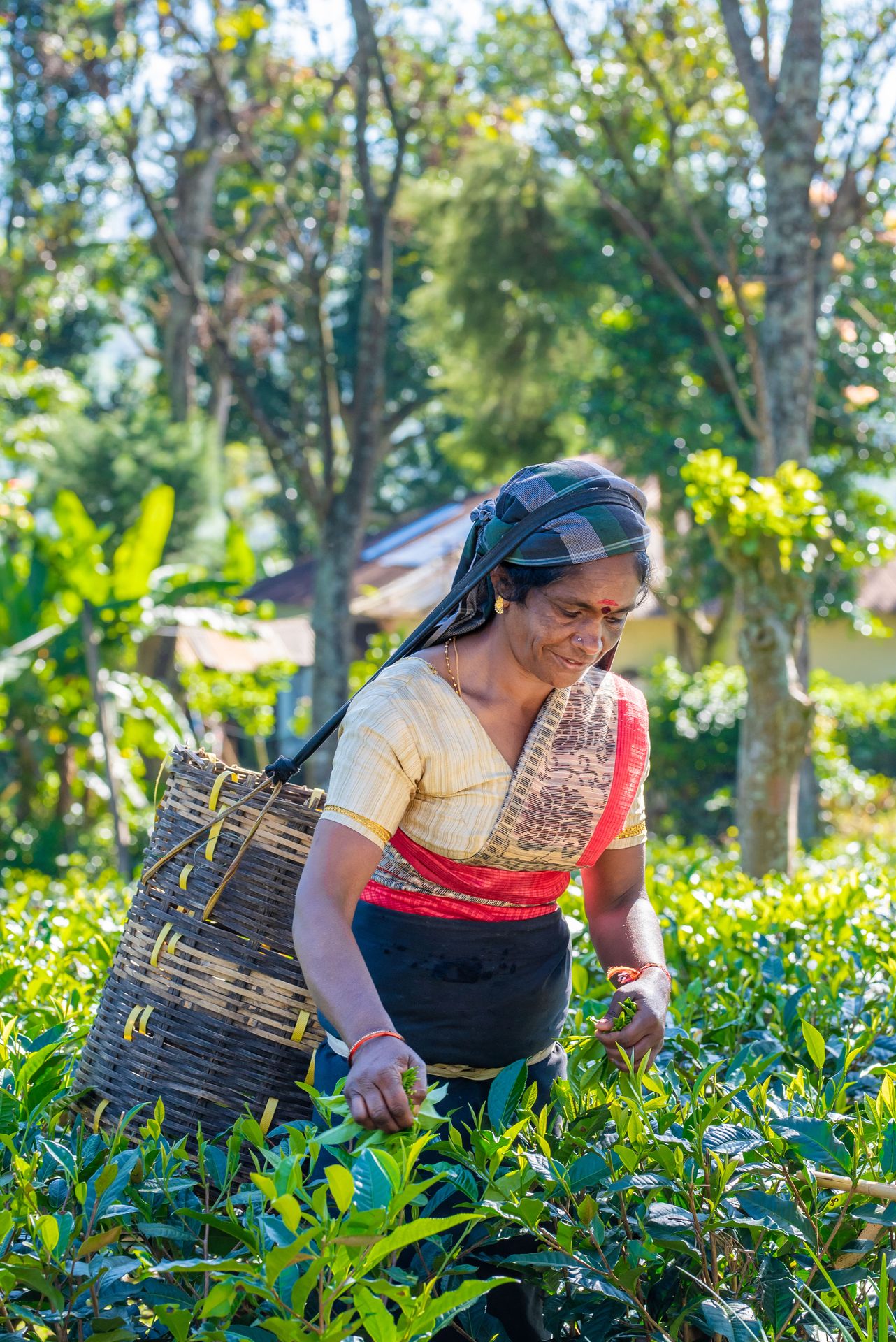 Ceylon Tea Gardens, Ethically Sourced, Sustainably Produced Tea | Home