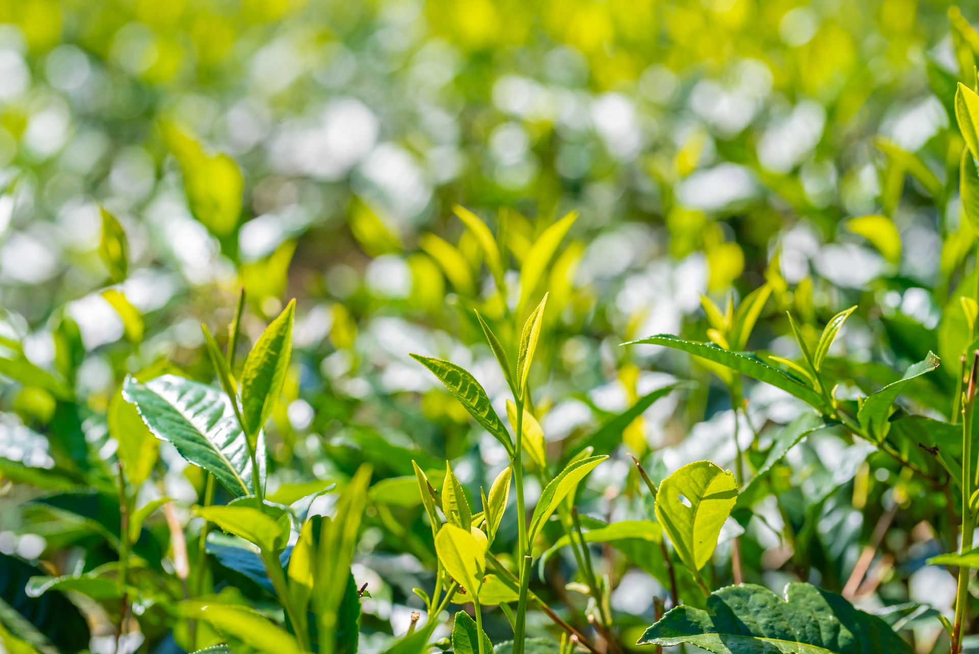 Ceylon Tea Gardens, Ethically Sourced, Sustainably Produced Tea | Home
