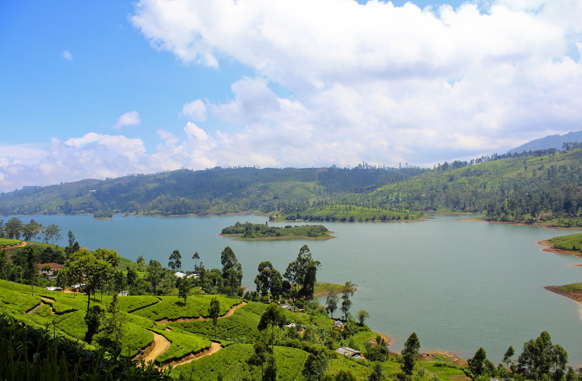 Dimbula tea estate