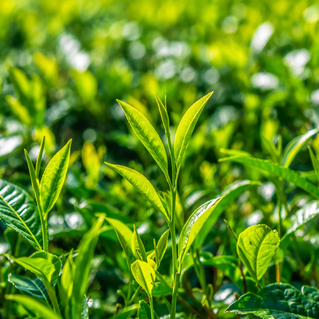 Ceylon Tea Gardens, Ethically Sourced, Sustainably Produced Tea | Home